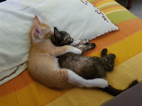 Our two kittens sleeping peacefully : r/aww