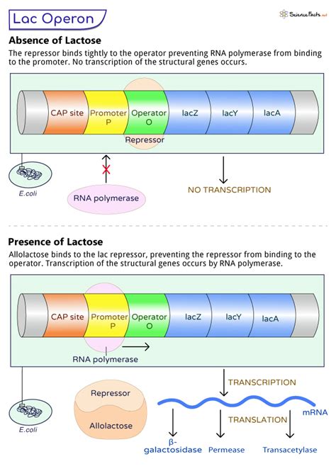 Lac Operon - Definition, Structure, Functions, and Diagrams