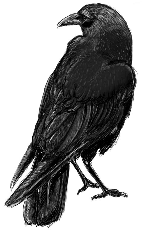 1012 best Black Birds, Ravens, Crows... images on Pinterest | Crows ravens, Crows and Raven art