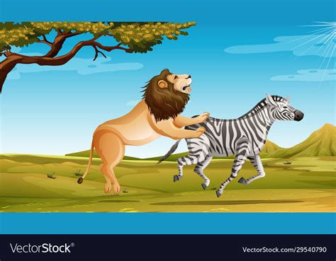 Wild lion hunting zebra in savannah field Vector Image