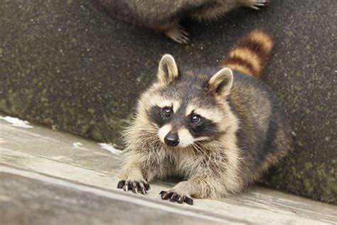 Raccoon Behavior & Habits : Wildlife X Team