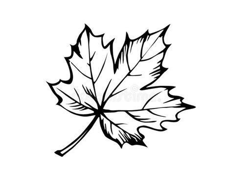 Sketch of the sheet. Of the maple on white background , #AFF, #sheet, #Sketch, #maple, # ...