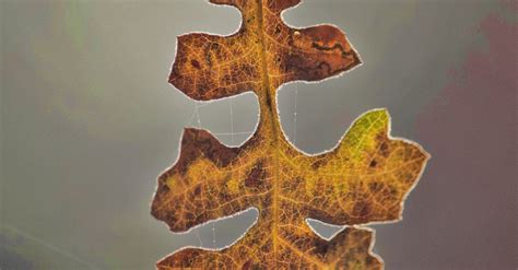 Macro Photography Of Dry Leaf · Free Stock Photo