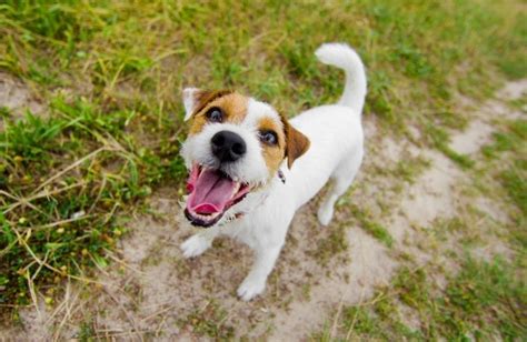 Jack Russell Terrier Dog Breed