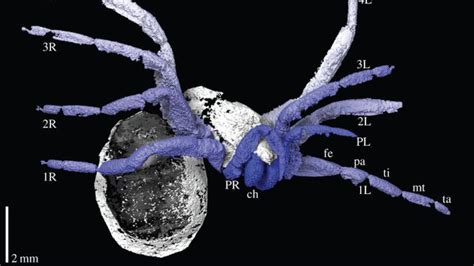 305 Million-Year-Old Fossil A Glimpse Into The Origins Of Spiders : The ...