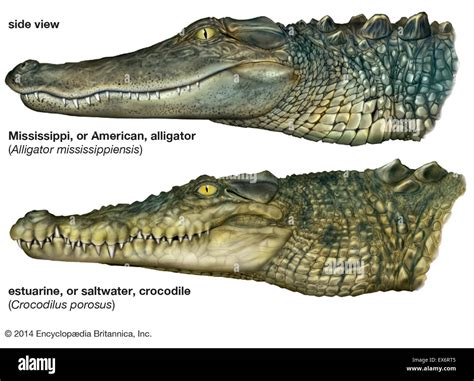 Nile Crocodile Size Comparison