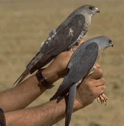 Female and male Levant Sparrowhawk after ringing, Eilat | Download Scientific Diagram