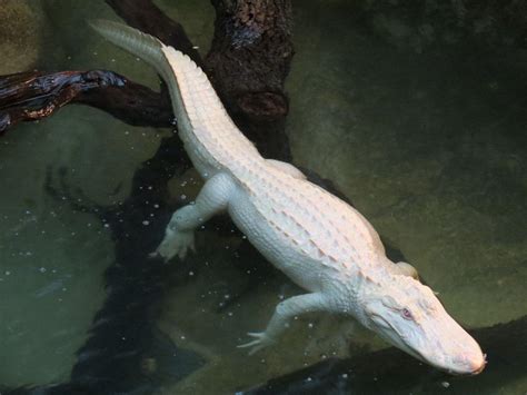 Albino Alligator Wallpapers - Wallpaper Cave