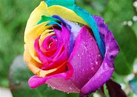 Flower Homes: Rainbow Roses