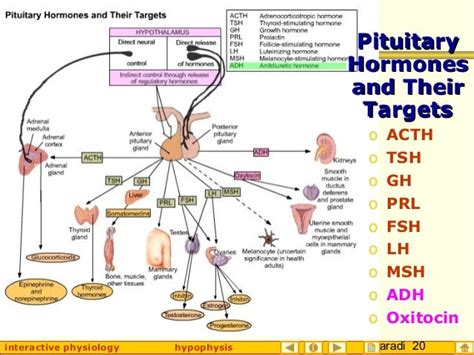 Hypophysis (Pituitary Gland)