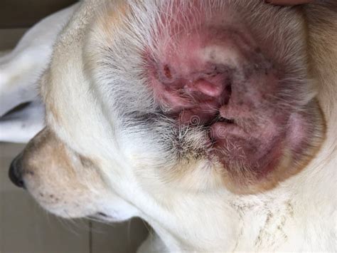 Are Bacterial Ear Infections In Dogs Contagious