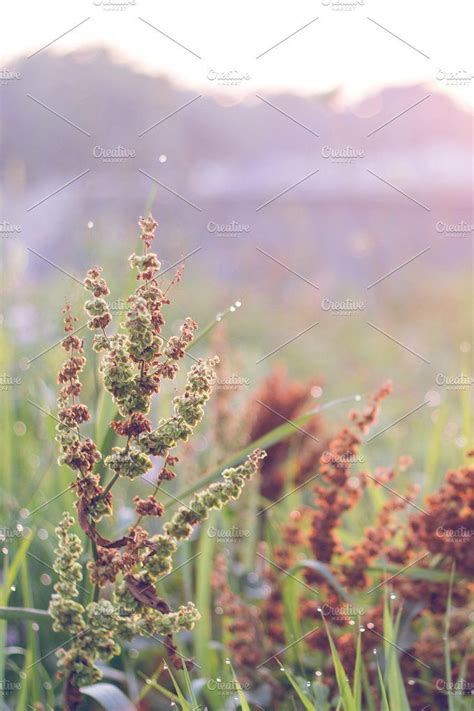 Prairie grass Photos Prairie grass on the side of a freeway by Luminad ...