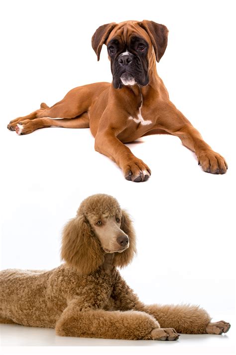 boxer poodle puppies - Puppy And Pets