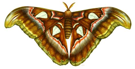 Atlas moth Attacus atlas - Lizzie Harper