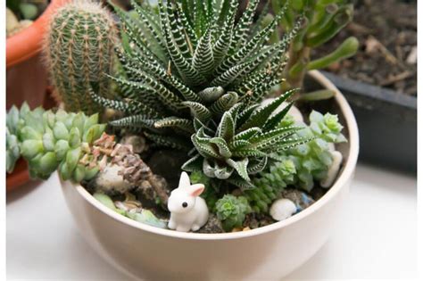 Best Succulents and How to Care for Them - Reinventing Home Design