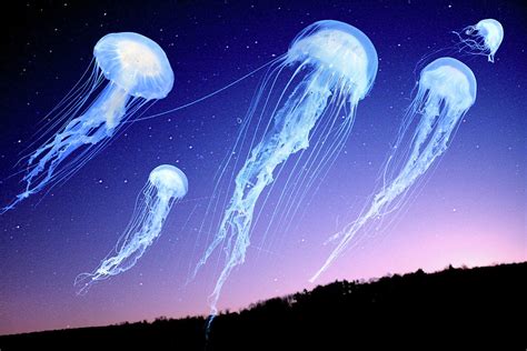 Jellyfish In Night Sky by Ruth Rado