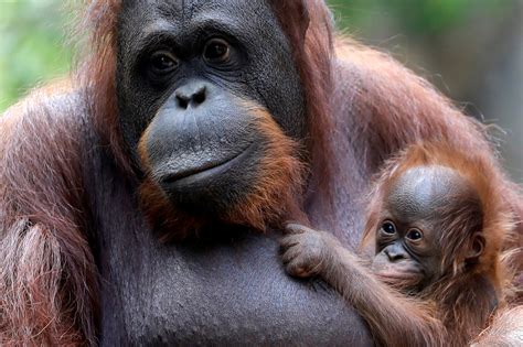 Baby Orangutan