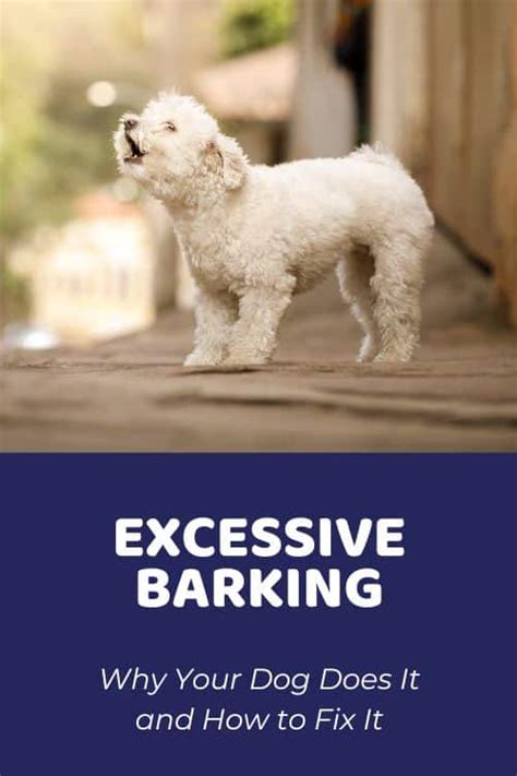 Excessive Barking: Why Your Dog Does It and How to Fix It - Doodle Doods