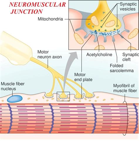 Neuromuscular junction (Myoneural junction) – Karuna Yoga Vidya Peetham ...