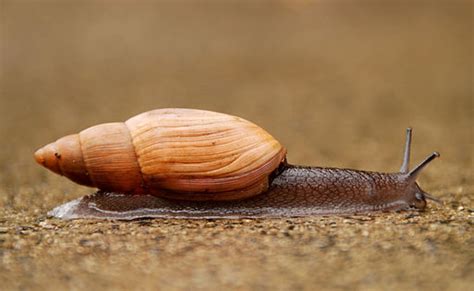 This Carnivorous Snail Is an Invasive Species | South Carolina Public Radio