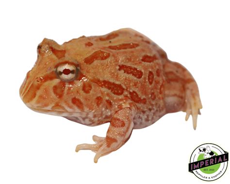 Strawberry Pacman Frog For Sale - Imperial Reptiles – IMPERIAL REPTILES ...