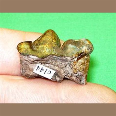 Saber Tooth Tiger Tooth Fossil - Fossils & Artifacts for Sale | Paleo Enterprises