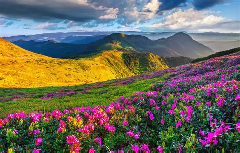 Wallpaper the sky, the sun, flowers, mountains, spring, landscape, nature, meadows images for ...