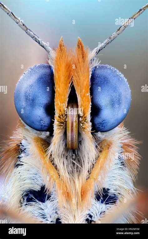 Butterfly eyes, close up Stock Photo - Alamy