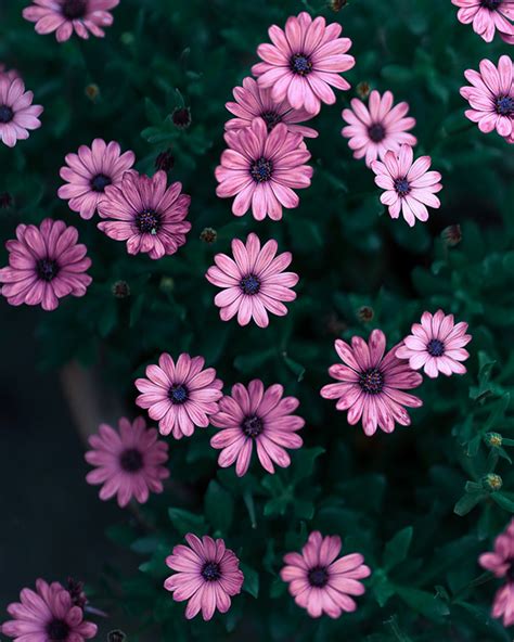 African daisies on Behance