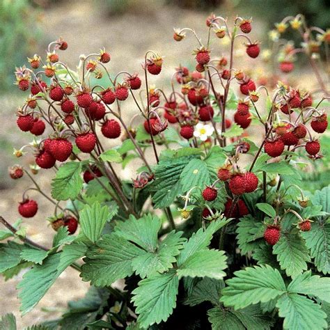 Wild Runnering Woodland Strawberry 50+ Seeds - Store - Strawberry Seed Store Strawberry Seed Store