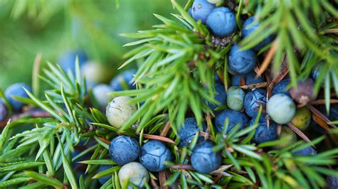 Juniper (Juniperus communis) - British Trees - Woodland Trust