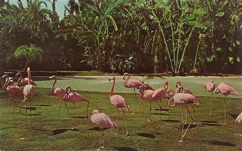 Vintage Travel Postcards: Florida Flamingos