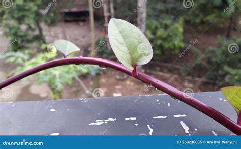 Binahong Leaves or Daun Binahong for Medicine Herbal Stock Image - Image of tree, branch: 260230035