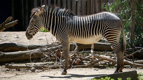 Sacramento Zoo Pictures: View Photos & Images of Sacramento Zoo