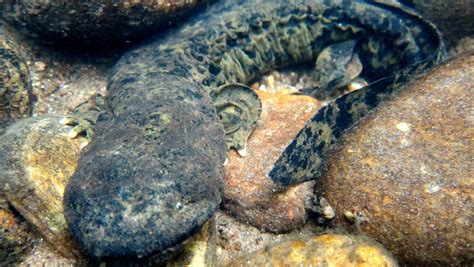 N.C. Wildlife Commission asks public to report hellbender salamanders