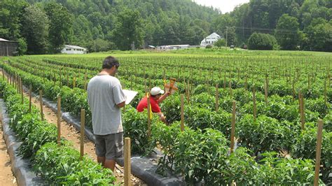 NC State Team Helped Growers Transition Away From Methyl Bromide ...