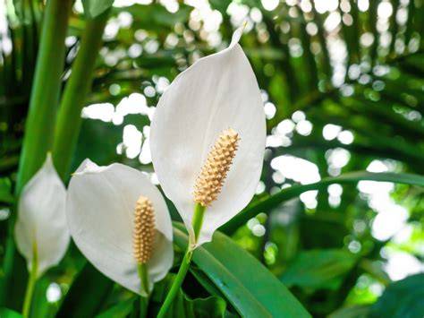 Indoor Peace Lily: Growing A Peace Lily Plant