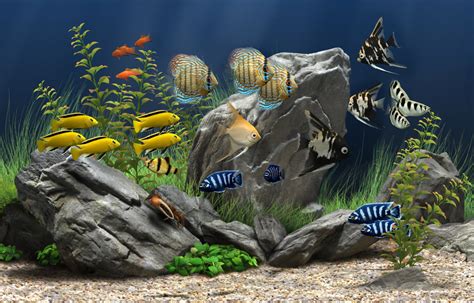 Dream Aquarium - The World's Most Amazing Virtual Aquarium for your PC ...