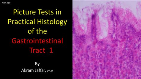 Picture tests in the histology of the gastrointestinal system 1 - YouTube