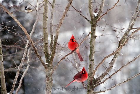 Two cardinals in winter tree | Mother-Daughter Press