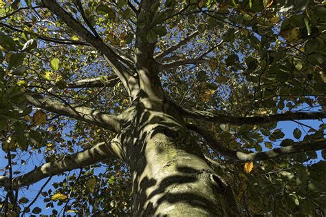 Beech European Tree - Free photo on Pixabay - Pixabay