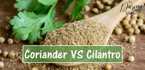 Coriander vs Cilantro - What’s The Difference? - Daring Kitchen