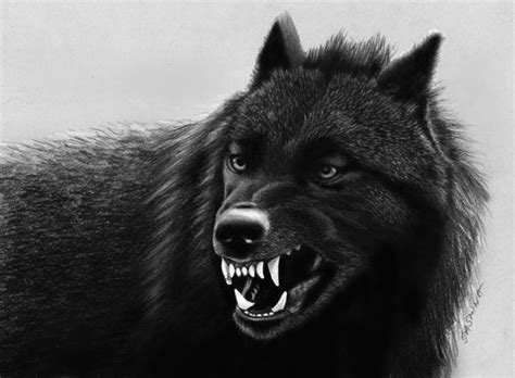 Pencil Drawing: Black Wolf by JasminaSusak on DeviantArt