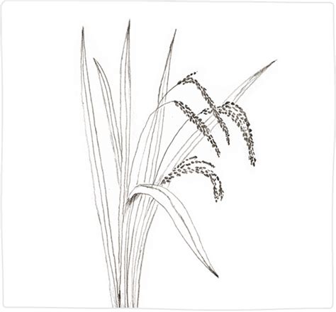 Rice Plant Drawing at PaintingValley.com | Explore collection of Rice Plant Drawing