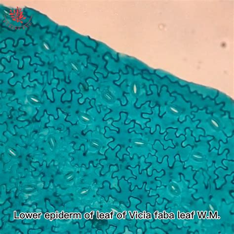 Broad Bean Leaf Lower Epidermis Microscope Slide - Buy Microscope Slides,Prepared Slides,Broad ...