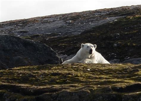 The polar bear’s diet – Norsk Polarinstitutt