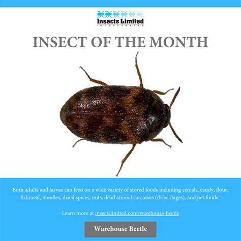 Warehouse Beetle — Insects Limited