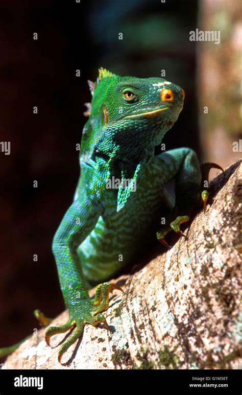 crested iguana, fiji Stock Photo - Alamy