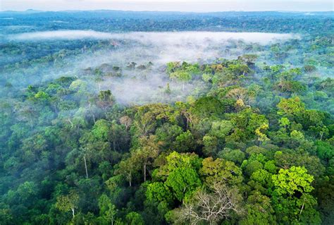 Amazon Rainforest Brazil Nut Tree