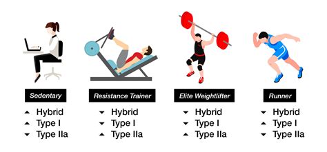 The Impact of Training on Muscle Fiber Types | HITuni